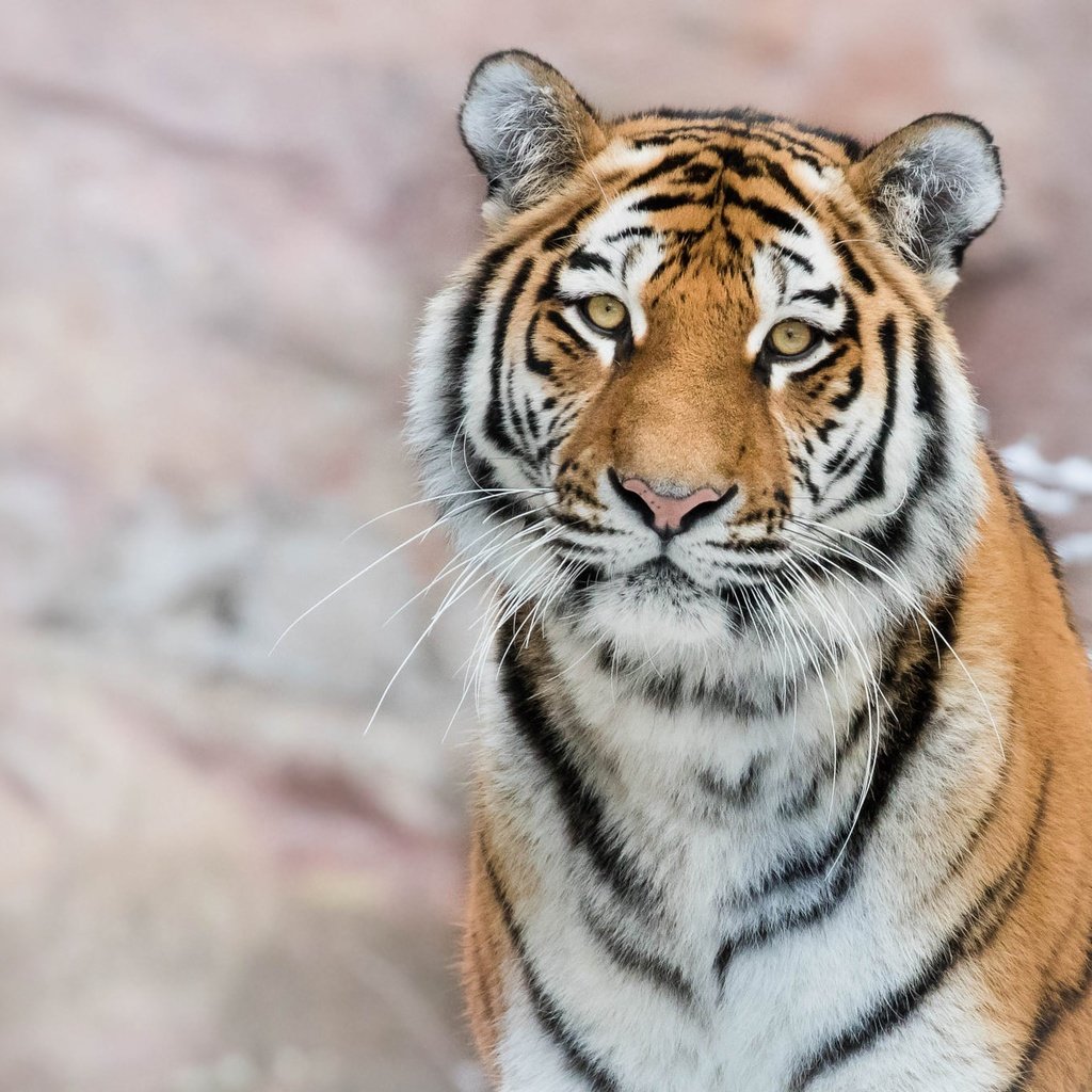 Обои тигр, морда, снег, фон, портрет, ветки, взгляд, боке, tiger, face, snow, background, portrait, branches, look, bokeh разрешение 2372x1334 Загрузить