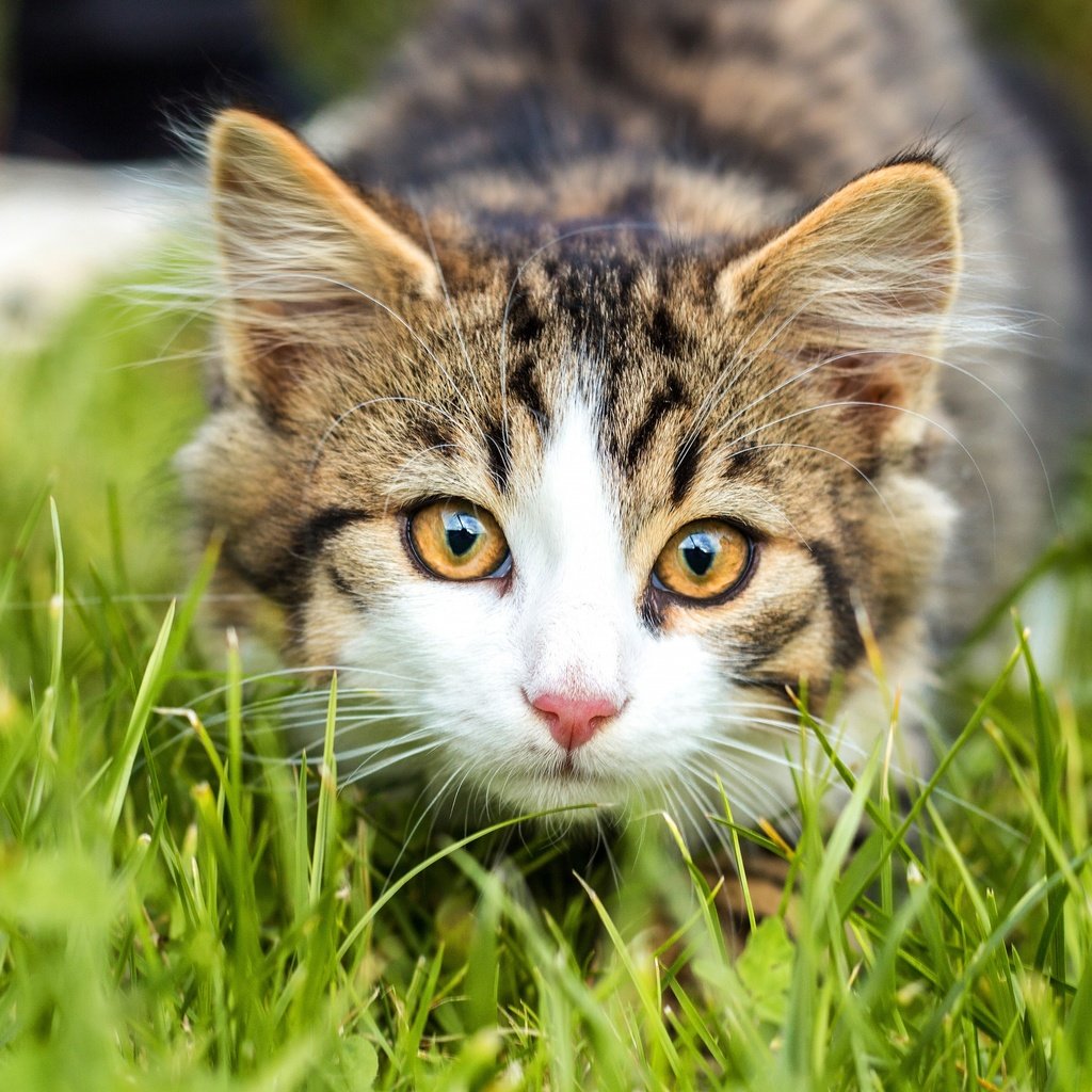 Обои трава, кошка, взгляд, котенок, мордашка, полосатый, боке, grass, cat, look, kitty, face, striped, bokeh разрешение 3840x2560 Загрузить