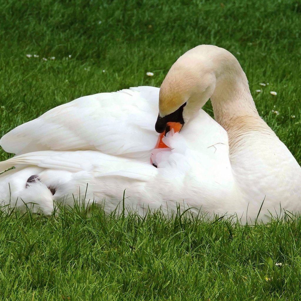 Обои трава, лебедь, природа, белый, лежит, поляна, птица, клюв, перья, grass, swan, nature, white, lies, glade, bird, beak, feathers разрешение 2560x1707 Загрузить