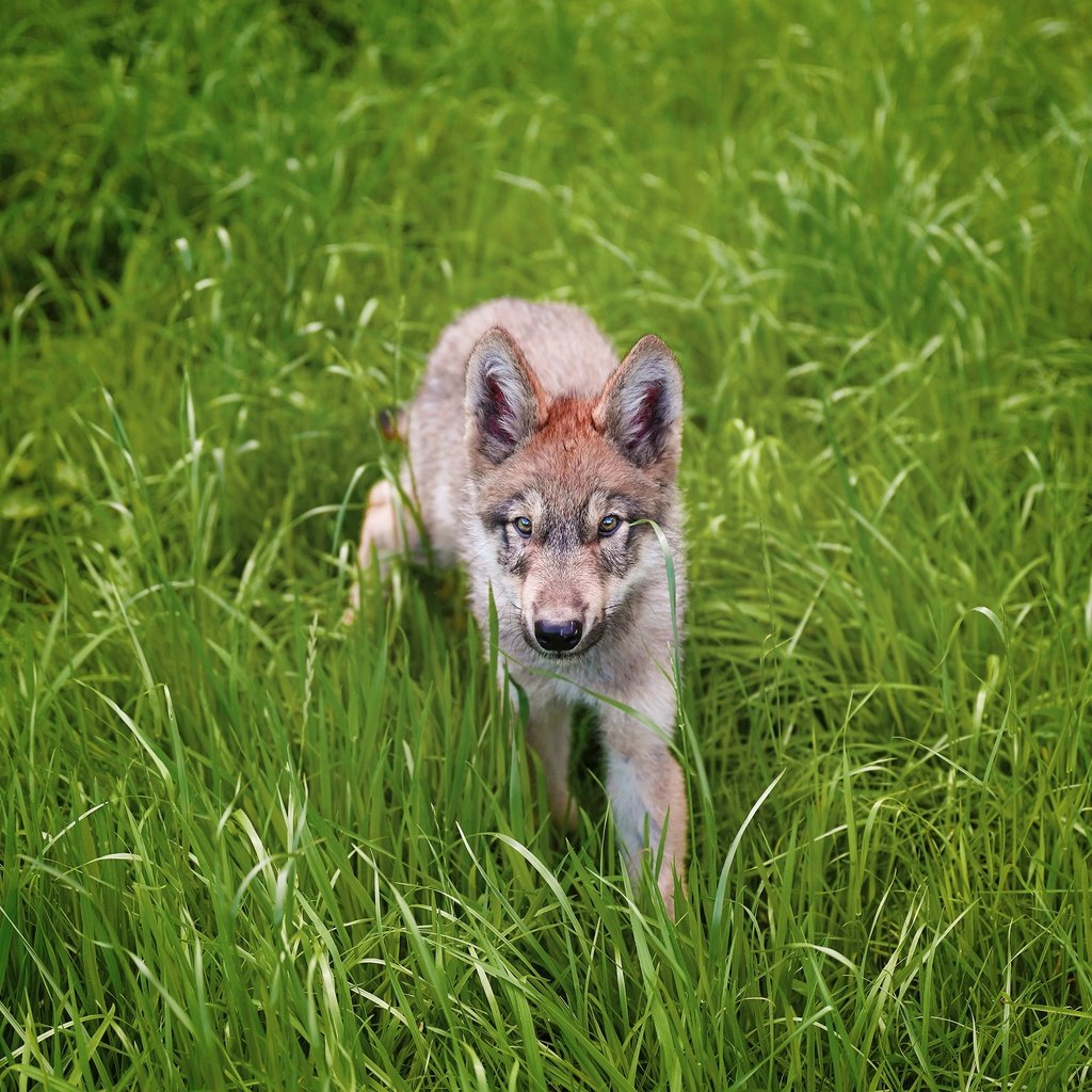 Обои трава, взгляд, серый, щенок, прогулка, волк, детеныш, волчонок, grass, look, grey, puppy, walk, wolf, cub, the cub разрешение 2880x1909 Загрузить