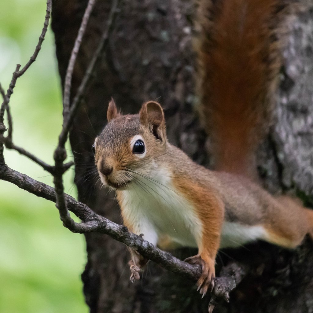 Обои ветка, природа, дерево, поза, животное, белка, зверек, грызун, branch, nature, tree, pose, animal, protein, rodent разрешение 2700x1800 Загрузить