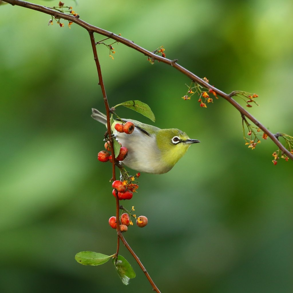 Обои ветка, природа, птица, ягоды, белый глаз, branch, nature, bird, berries, white eye разрешение 2048x1365 Загрузить