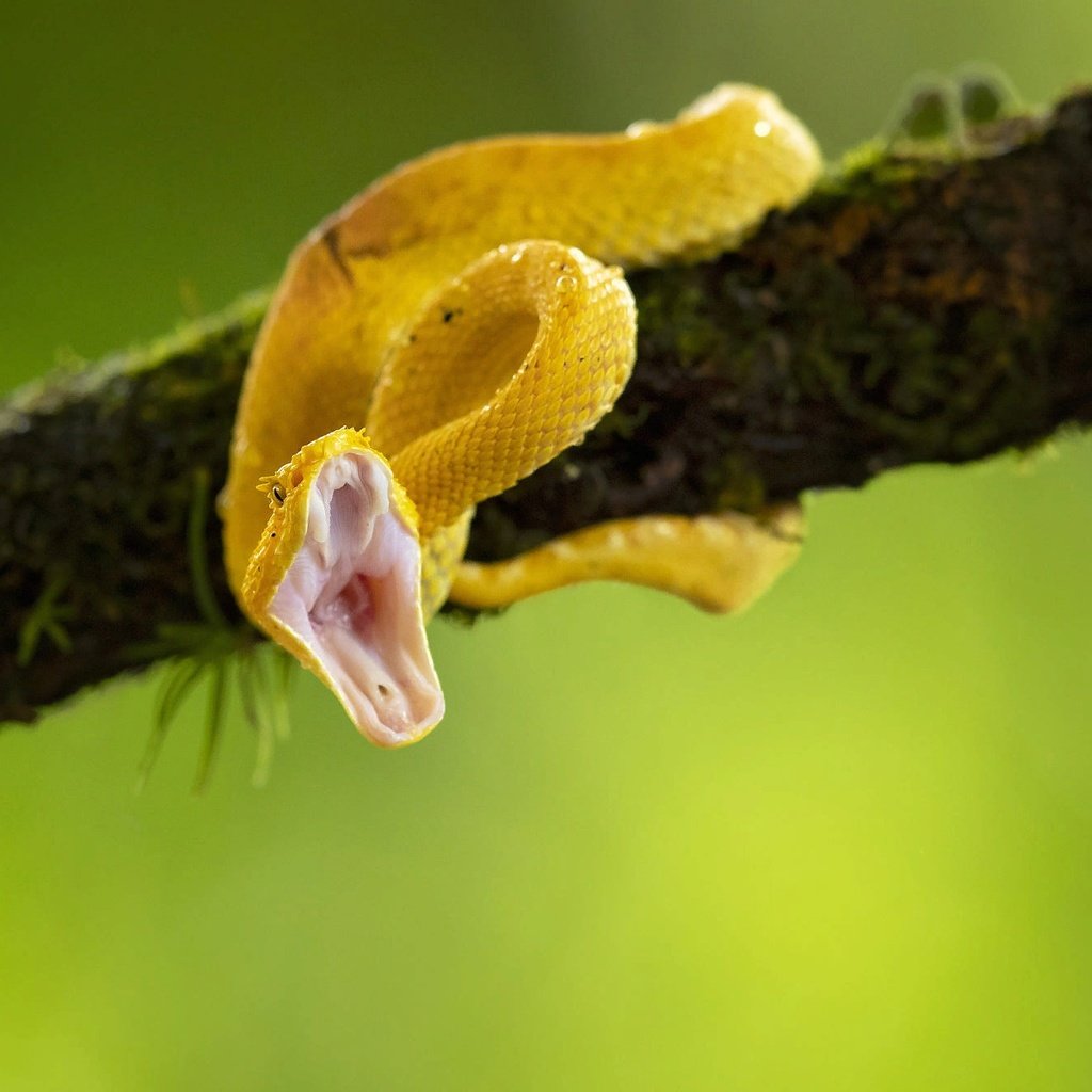 Обои ветка, природа, змея, пасть, branch, nature, snake, mouth разрешение 2000x1334 Загрузить