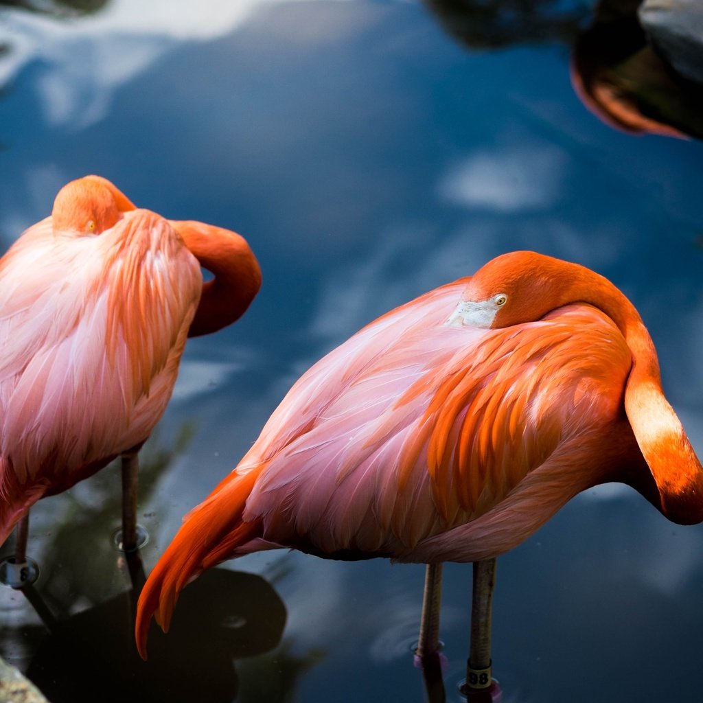 Обои вода, поза, фламинго, водоем, птицы, пара, розовый фламинго, water, pose, flamingo, pond, birds, pair, pink flamingos разрешение 4896x3264 Загрузить