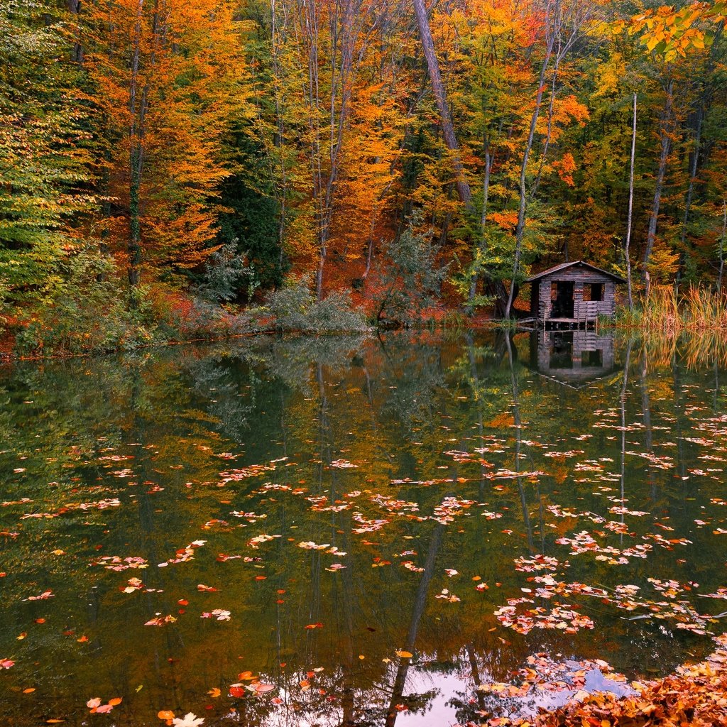 Обои вода, река, природа, лес, листья, осень, water, river, nature, forest, leaves, autumn разрешение 2247x1500 Загрузить