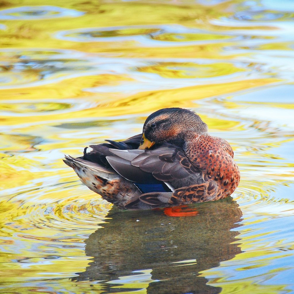 Обои вода, водоем, птица, утка, water, pond, bird, duck разрешение 2560x1714 Загрузить