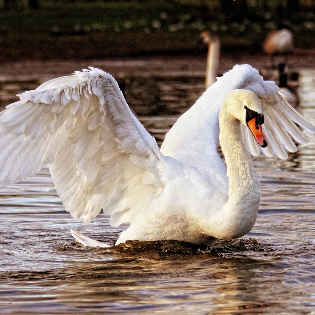 Обои водоем, птица, лебедь, взмах крыльев, pond, bird, swan, flap разрешение 2560x1773 Загрузить