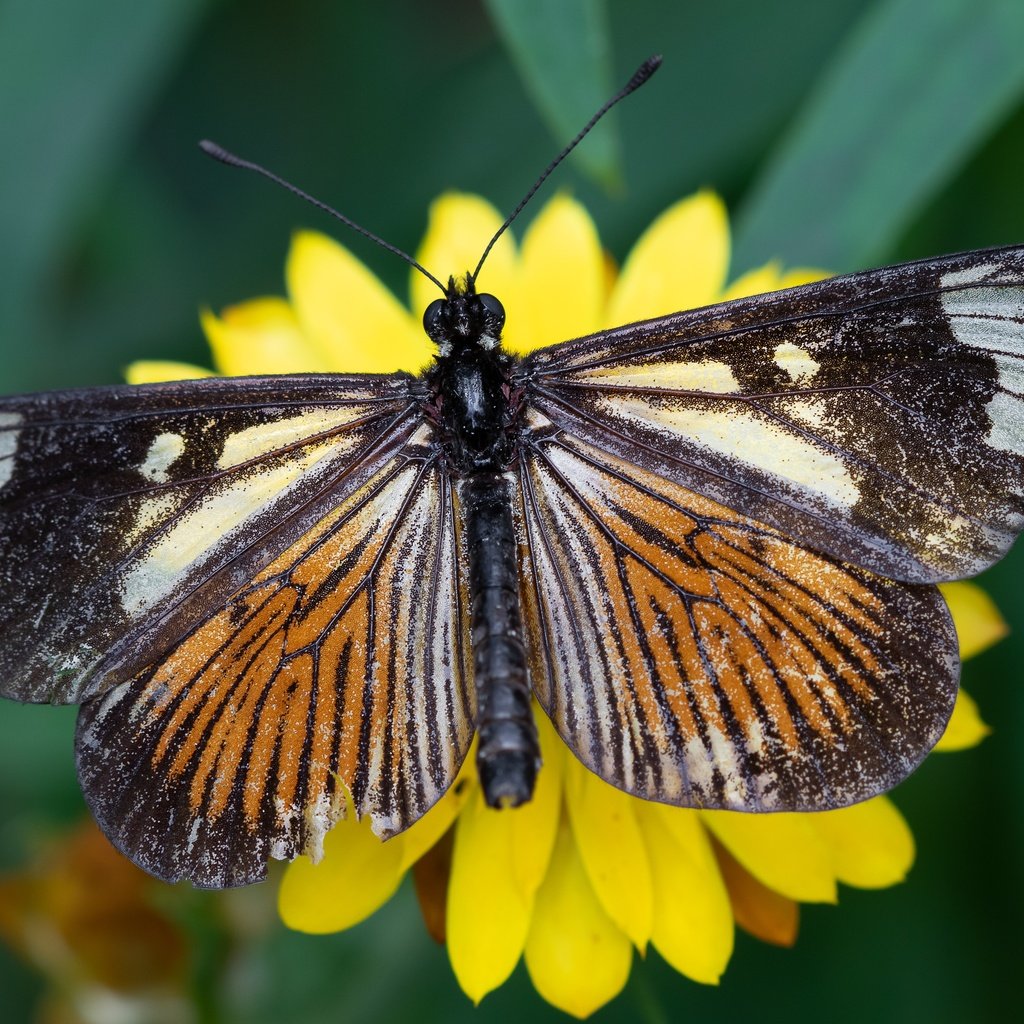 Обои желтый, макро, цветок, бабочка, yellow, macro, flower, butterfly разрешение 5706x3210 Загрузить