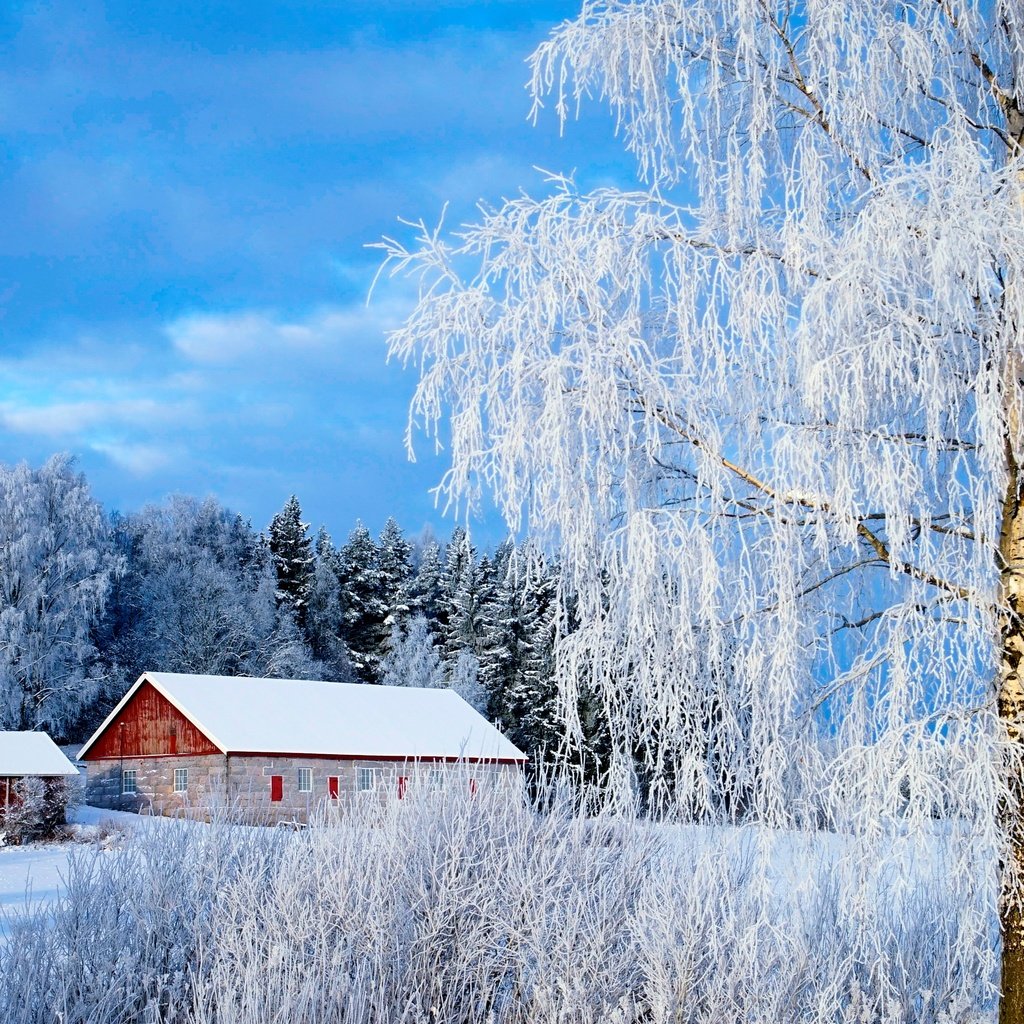 Обои снег, зима, зимний лес, snow, winter, winter forest разрешение 3056x1931 Загрузить