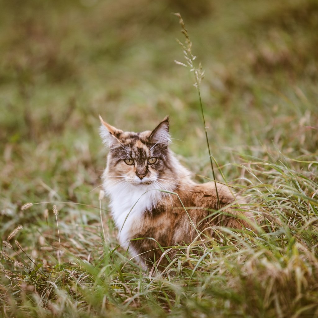 Обои трава, мордочка, кошка, взгляд, трехцветная, grass, muzzle, cat, look, tri-color разрешение 5616x3744 Загрузить