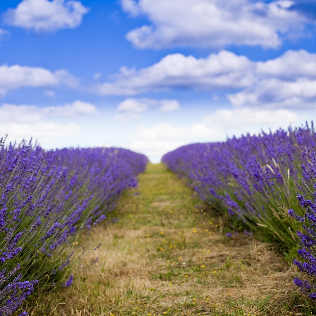 Обои лаванда, lavender разрешение 5616x3744 Загрузить