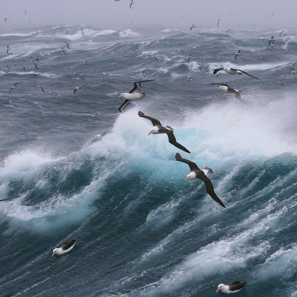 Обои волны, море, полет, птицы, чайки, шторм, wave, sea, flight, birds, seagulls, storm разрешение 2880x1920 Загрузить