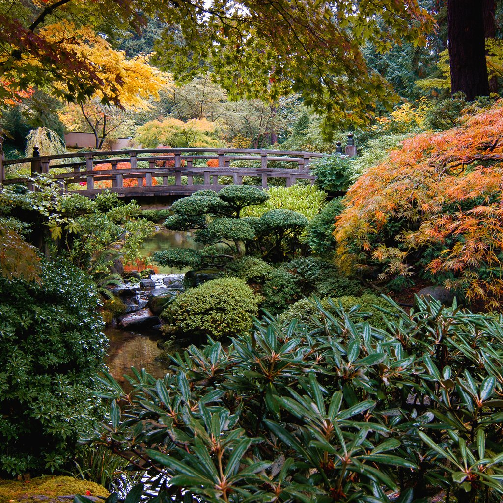 Обои природа, ручей, кусты, мост, сад, сша, японский сад, portland japanese garden, nature, stream, the bushes, bridge, garden, usa, japanese garden разрешение 3957x2507 Загрузить