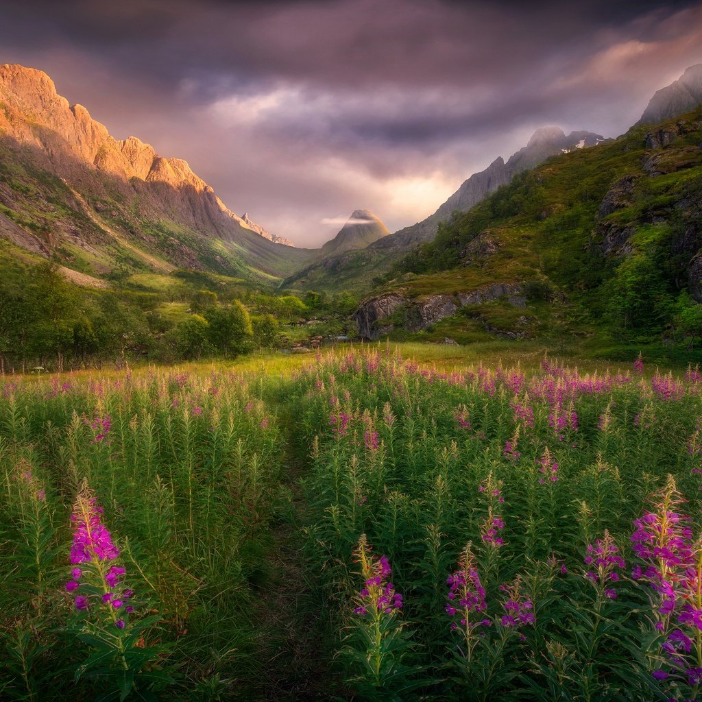 Обои цветы, горы, скалы, поле, лето, тропинка, луг, иван-чай, flowers, mountains, rocks, field, summer, path, meadow, ivan-tea разрешение 3840x2160 Загрузить