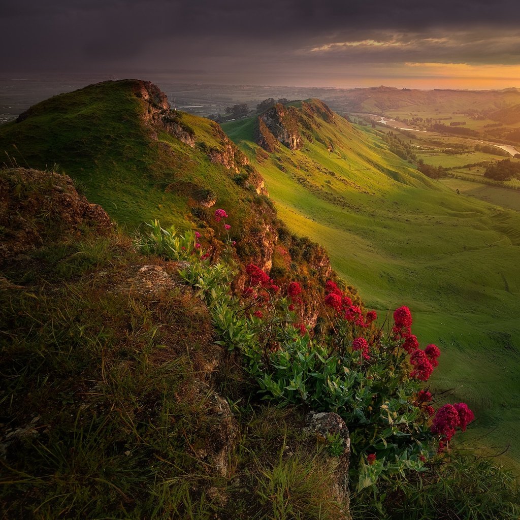 Обои цветы, горы, природа, пейзаж, новая зеландия, flowers, mountains, nature, landscape, new zealand разрешение 2048x2048 Загрузить