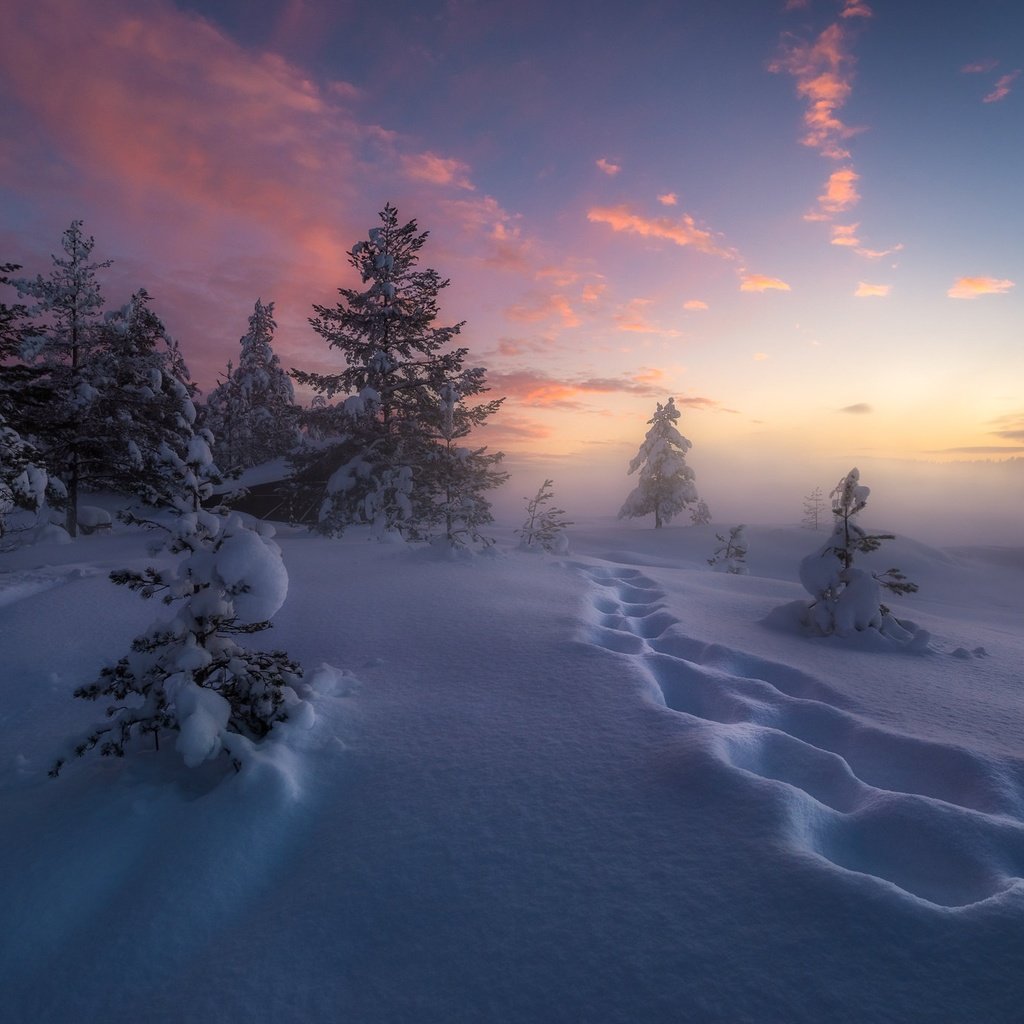 Обои деревья, снег, зима, следы, сугробы, норвегия, рингерике, trees, snow, winter, traces, the snow, norway, ringerike разрешение 2048x1367 Загрузить