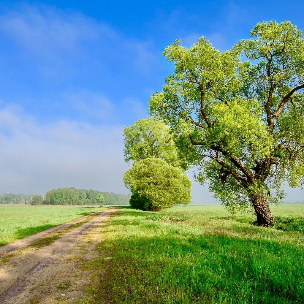 Обои небо, дорога, облака, дерево, поле, the sky, road, clouds, tree, field разрешение 3840x2160 Загрузить