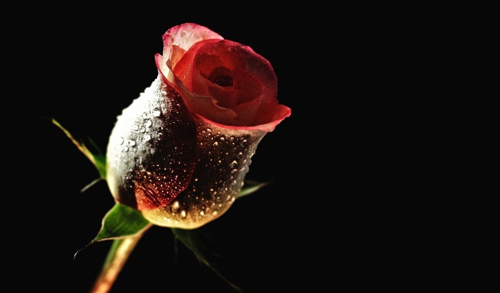 Обои цветок, роса, капли, роза, бутон, черный фон, flower, rosa, drops, rose, bud, black background разрешение 1920x1200 Загрузить