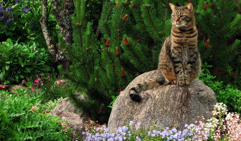 Обои трава, зелень, растения, кот, кошка, камень, кошак, grass, greens, plants, cat, stone, koshak разрешение 1920x1440 Загрузить