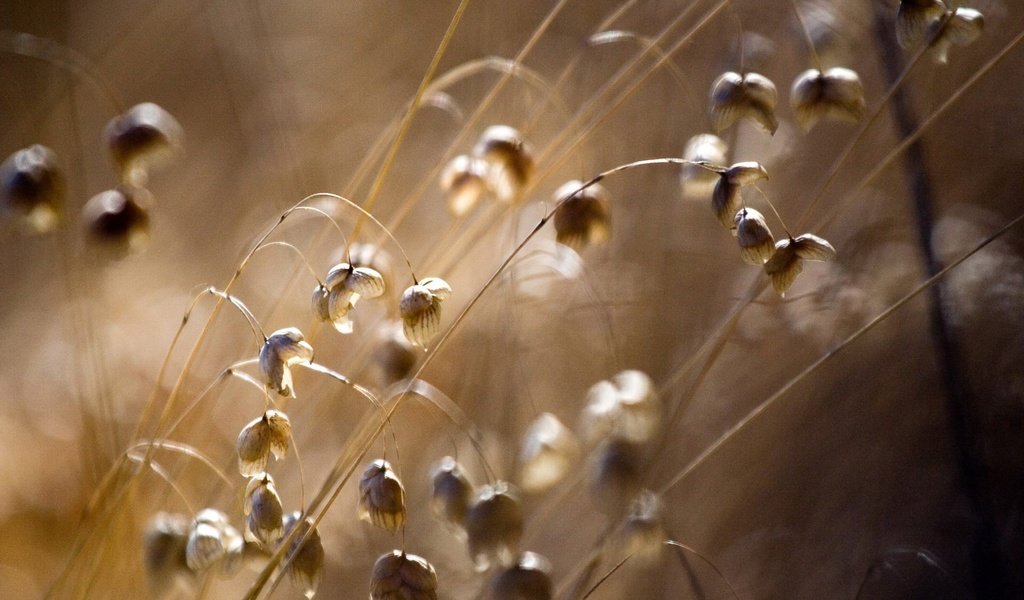 Обои цветы, поле, макросъемка, flowers, field, macro разрешение 1920x1440 Загрузить