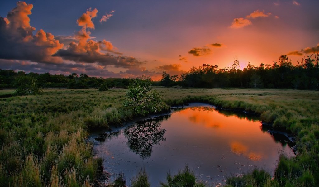 Обои трава, вода, природа, дерево, закат, отражение, лужа, grass, water, nature, tree, sunset, reflection, puddle разрешение 1920x1200 Загрузить