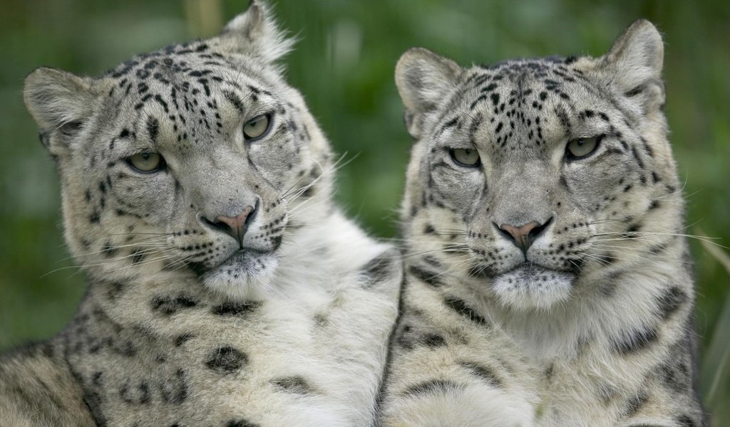 Обои взгляд, белый, леопарды, снежный барс, ирбис, look, white, leopards, snow leopard, irbis разрешение 1920x1200 Загрузить