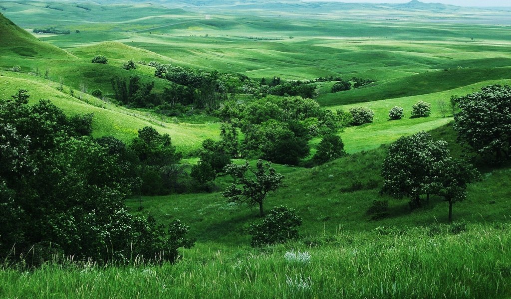 Обои трава, деревья, зелень, поля, grass, trees, greens, field разрешение 1920x1200 Загрузить