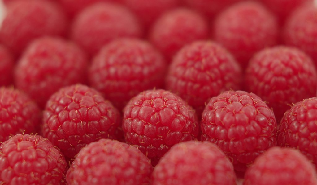 Обои малина, ягода, ряды, raspberry, berry, the ranks разрешение 3008x2000 Загрузить