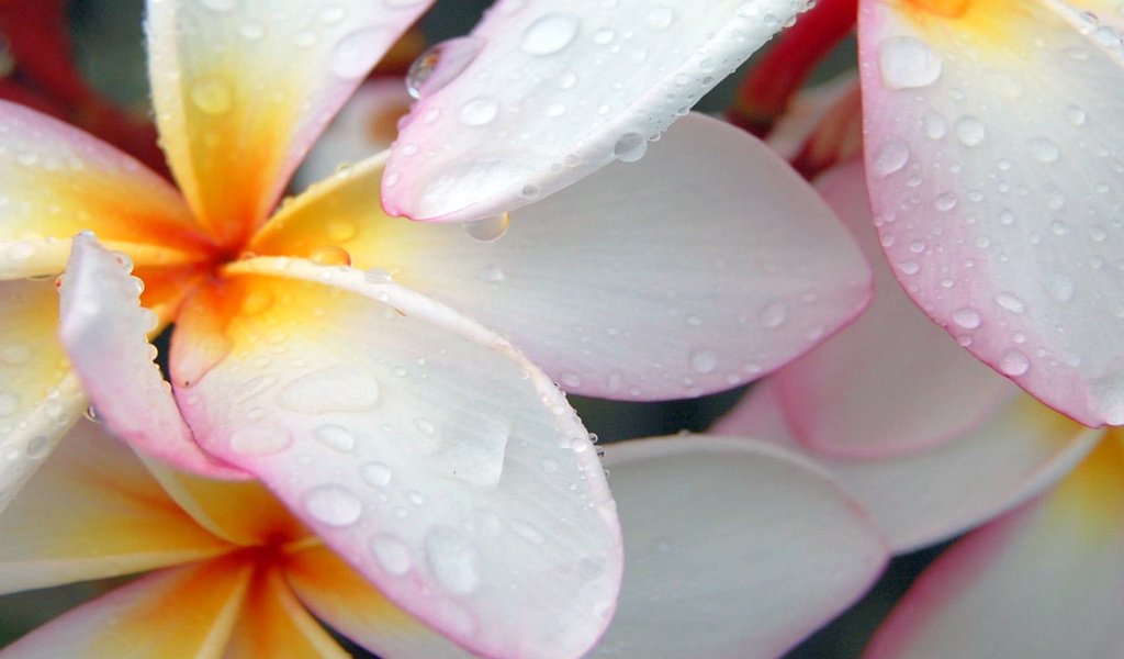 Обои макро, капли, лепестки, белый, плюмерия, франжипани, macro, drops, petals, white, plumeria, frangipani разрешение 1920x1200 Загрузить