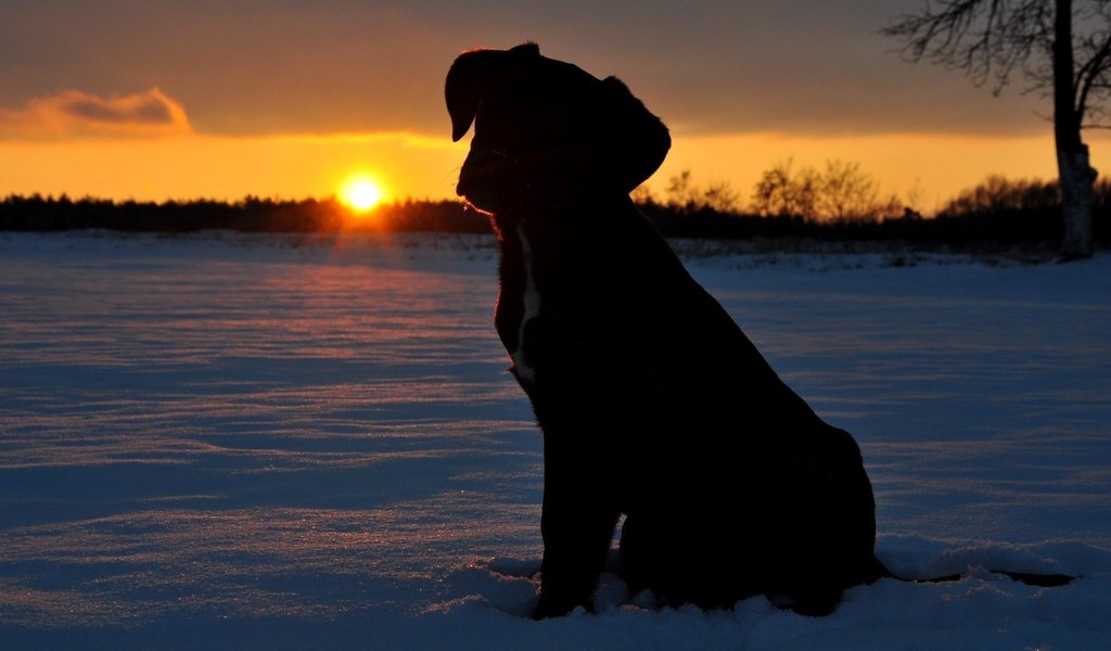 Обои солнце, снег, закат, щенок, the sun, snow, sunset, puppy разрешение 2144x1424 Загрузить