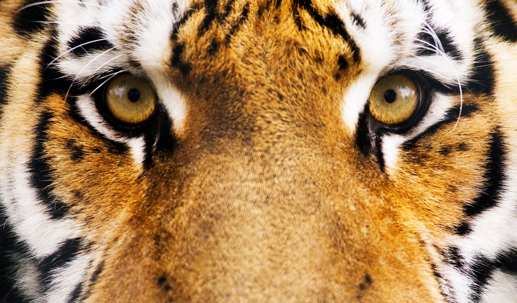 Обои тигр, глаза, морда, полосы, 17, tiger, eyes, face, strip разрешение 2560x1600 Загрузить