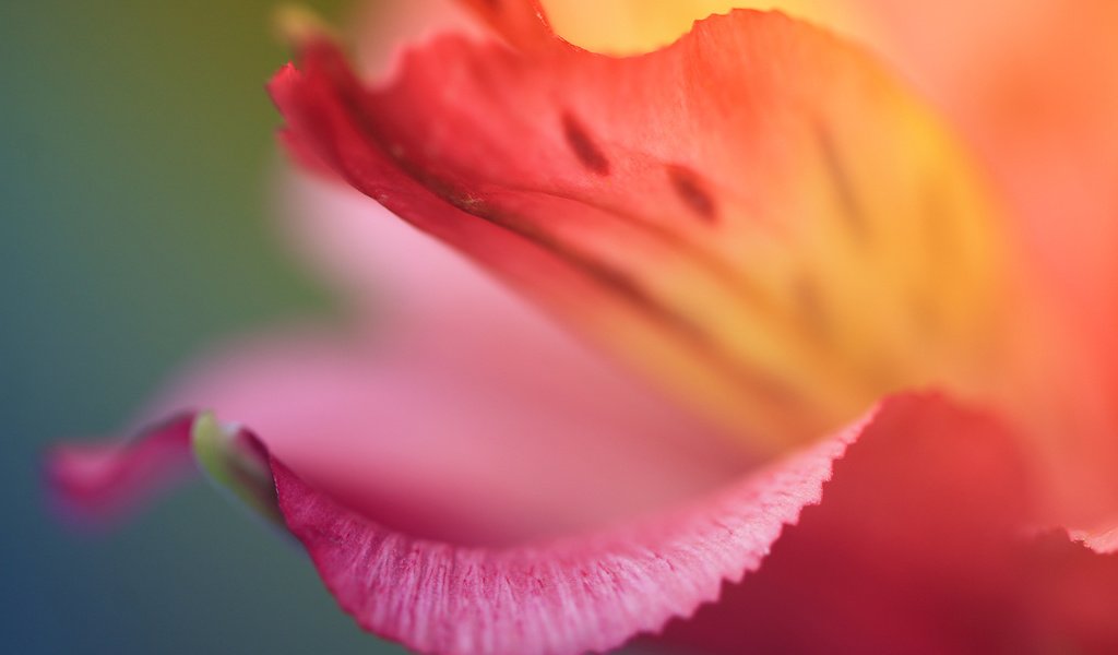 Обои цветок, цвет, красный, лепесток, flower, color, red, petal разрешение 1920x1280 Загрузить