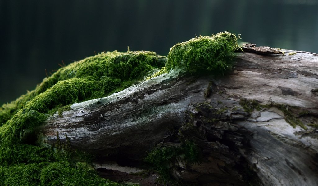 Обои дерево, мох, tree, moss разрешение 2560x1600 Загрузить