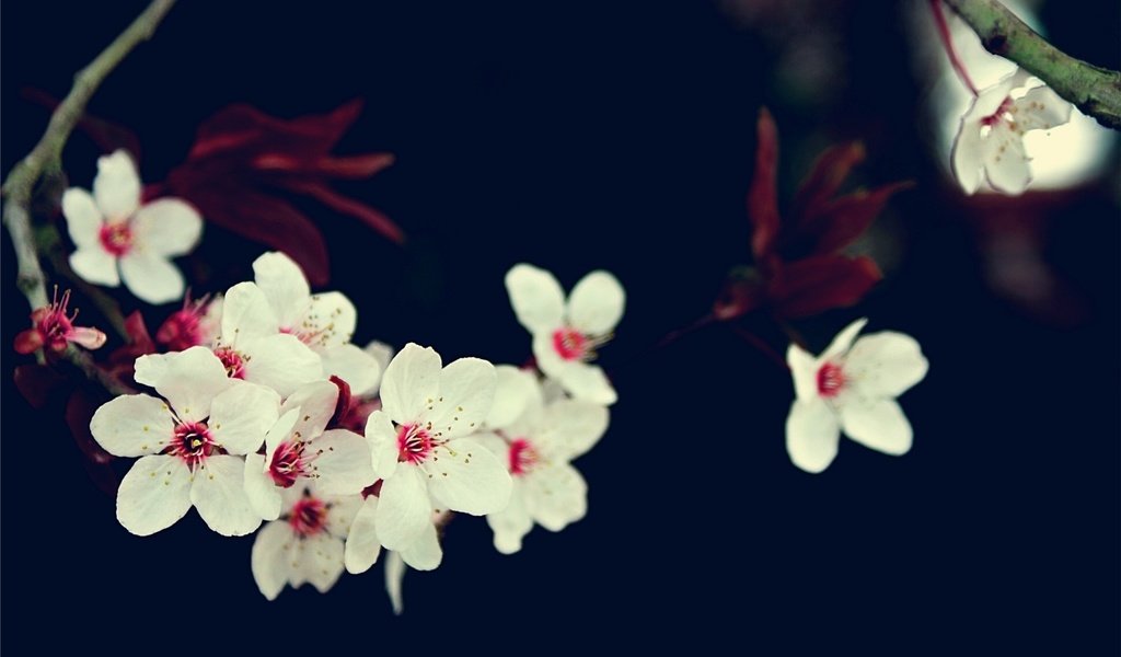 Обои цветы, ветка, вишня, сакура, белые, flowers, branch, cherry, sakura, white разрешение 1920x1200 Загрузить