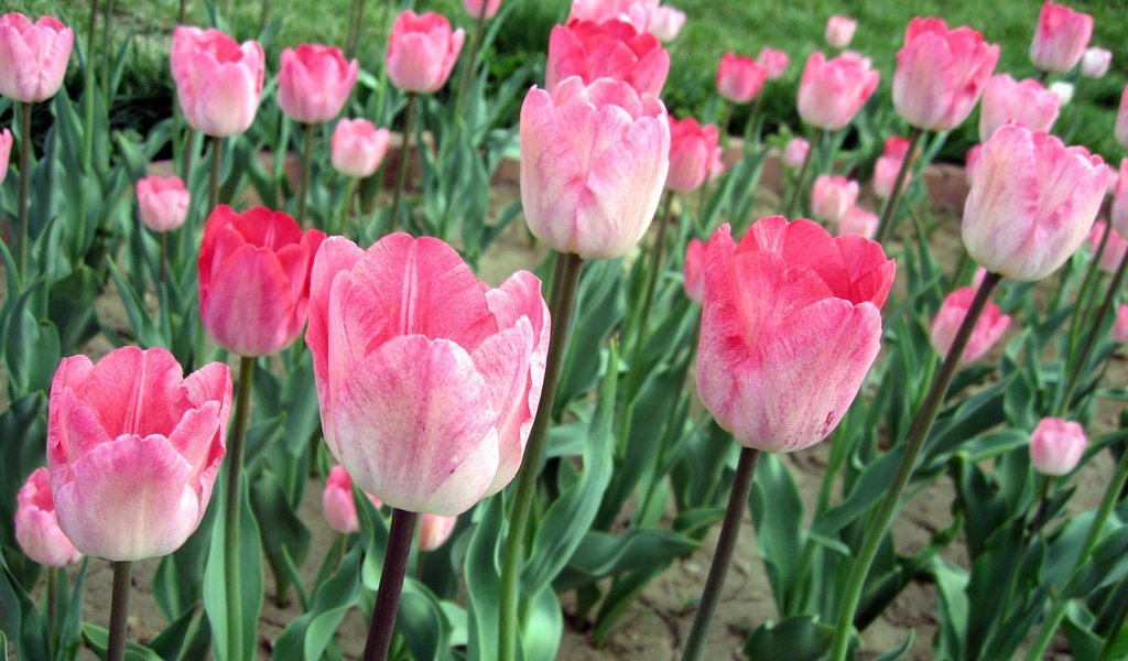 Обои тюльпаны, розовые, поле цветов, tulips, pink, field of flowers разрешение 1920x1200 Загрузить