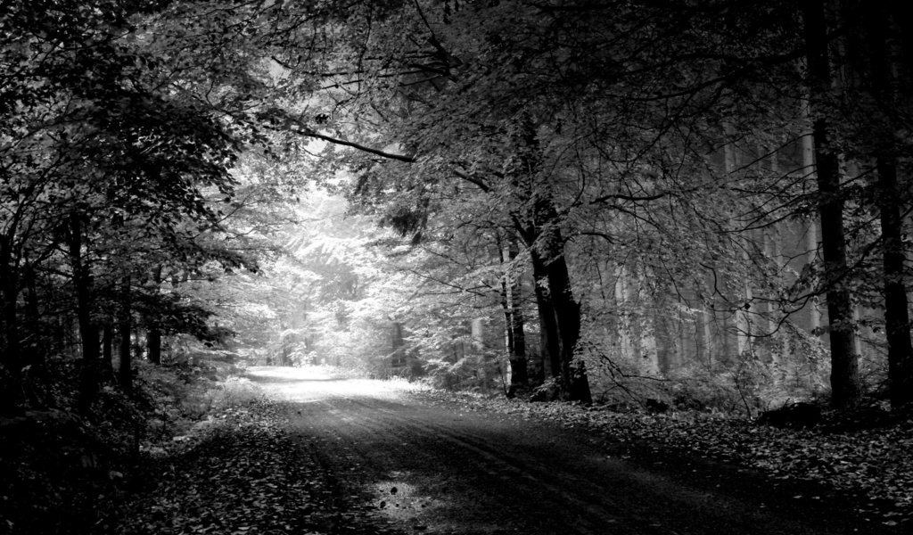 Обои дорога, деревья, природа, пейзаж, чёрно-белое, road, trees, nature, landscape, black and white разрешение 1920x1200 Загрузить