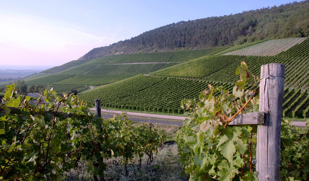 Обои виноград, плантации, вино, виноградник, grapes, plantation, wine, vineyard разрешение 1920x1200 Загрузить