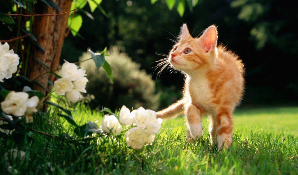 Обои цветы, рыжий котяра, травка, flowers, a ginger cat, weed разрешение 1920x1200 Загрузить