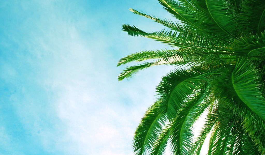 Обои деревья, листья, пляж, пальмы, африка, пальма, trees, leaves, beach, palm trees, africa, palma разрешение 2896x1855 Загрузить