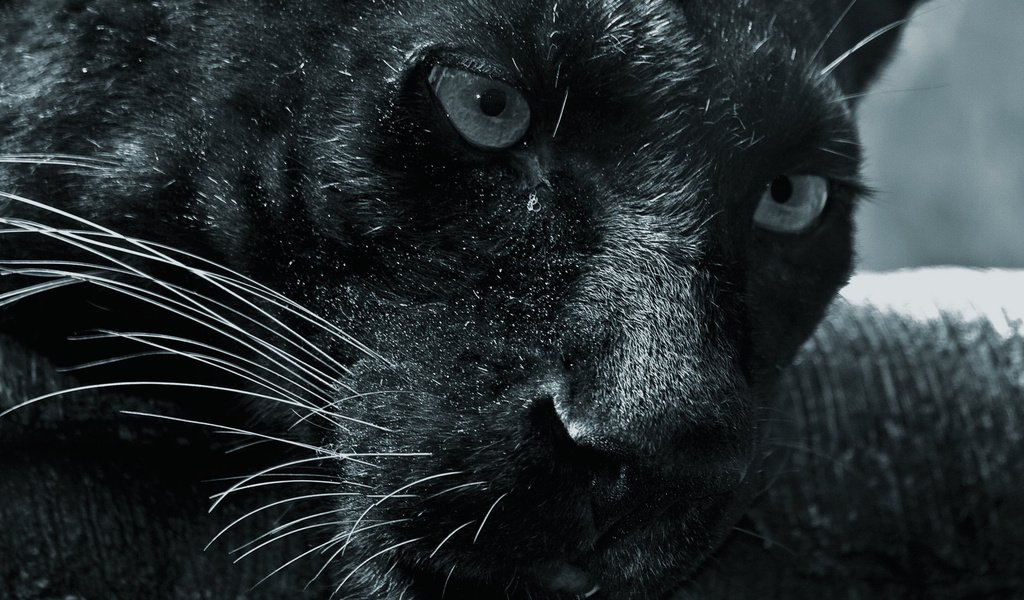 Обои морда, смотрит, пантера, черная, face, looks, panther, black разрешение 1920x1200 Загрузить