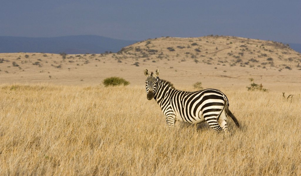 Обои зебра, долина, степь, zebra, valley, the steppe разрешение 1920x1200 Загрузить