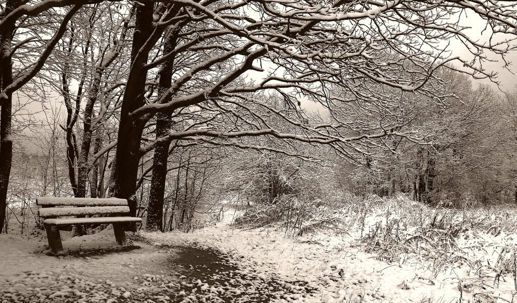 Обои деревья, снег, зима, чёрно-белое, сепия, скамейка, trees, snow, winter, black and white, sepia, bench разрешение 3504x2336 Загрузить