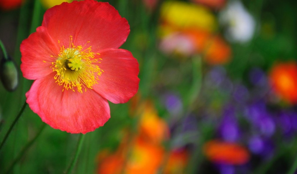 Обои макро, цветок, красный, macro, flower, red разрешение 2560x1600 Загрузить