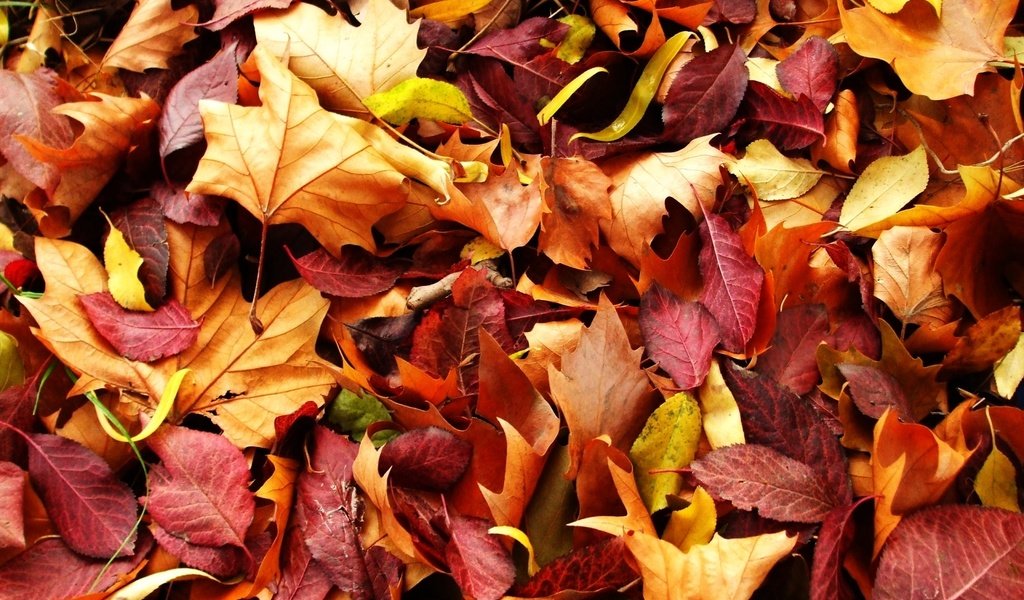 Обои природа, листья, макро, осень, красно жёлтые листья, nature, leaves, macro, autumn, red yellow leaves разрешение 1920x1200 Загрузить