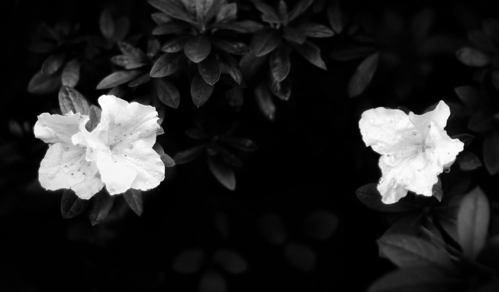 Обои листья, лепестки, чёрно-белое, белые, темнота, leaves, petals, black and white, white, darkness разрешение 1920x1200 Загрузить