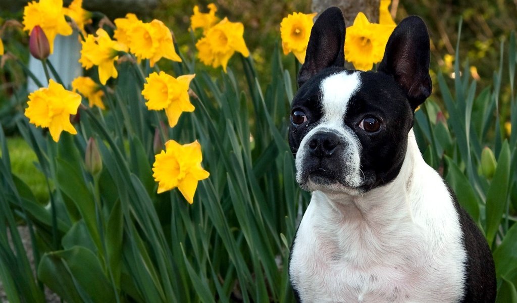 Обои морда, цветы, макро, нарциссы, face, flowers, macro, daffodils разрешение 1920x1200 Загрузить