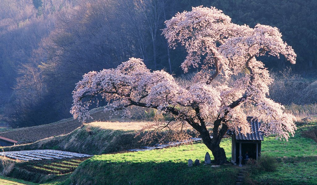 Обои дерево, сакура, клозет, tree, sakura, the closet разрешение 1920x1200 Загрузить