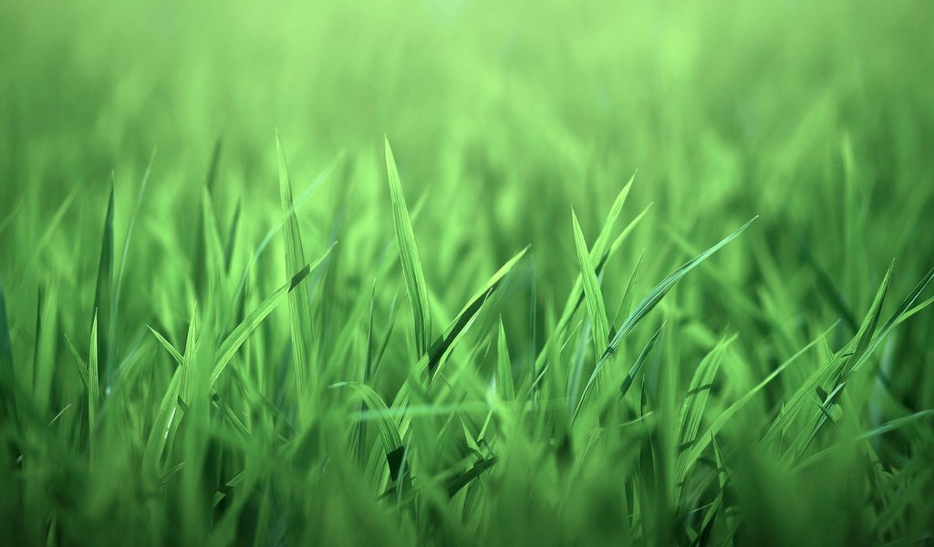 Обои трава, природа, листочки, зеленая, grass, nature, leaves, green разрешение 1920x1280 Загрузить