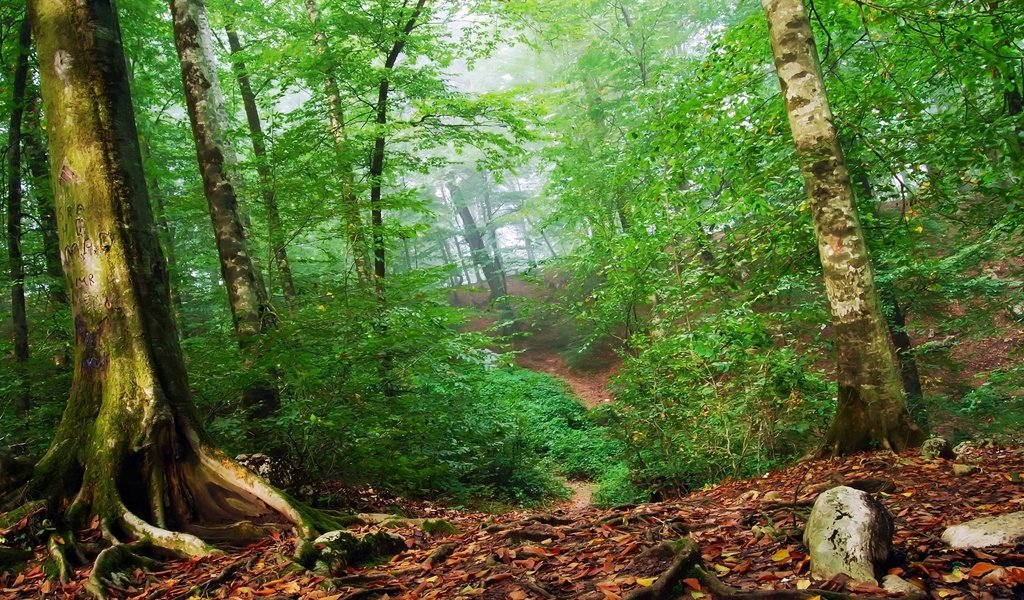 Обои лес, листья, зелёный, forest, leaves, green разрешение 2560x1600 Загрузить