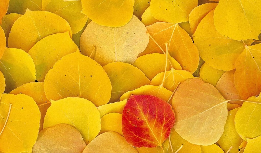 Обои листья, осень, желтые, leaves, autumn, yellow разрешение 1999x1333 Загрузить